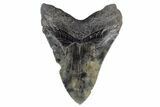 Serrated, Fossil Megalodon Tooth - South Carolina #170457-2
